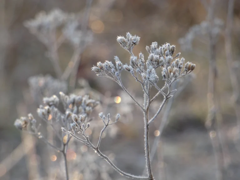 De overgang van seizoenen